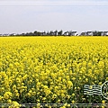 望亭油菜花0002.jpg