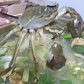 08年大閘蟹