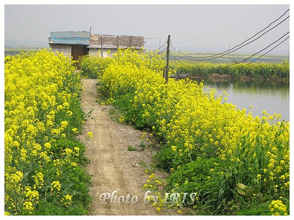 油菜花田IMG_0067.jpg