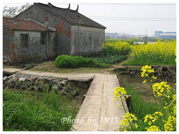 油菜花田IMG_0071.jpg