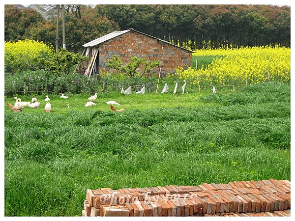 油菜花田IMG_0097.jpg