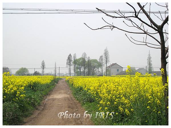 油菜花田IMG_0116.jpg