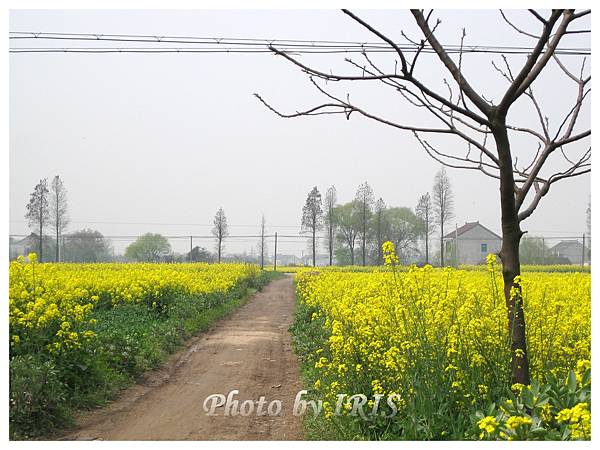 油菜花田IMG_0117.jpg