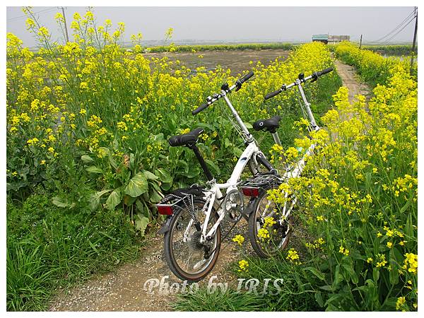 油菜花田PICT9822.jpg