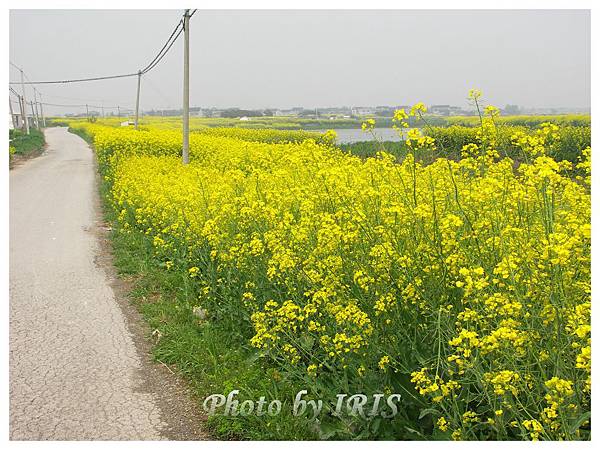 油菜花田PICT9834.jpg