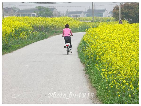 油菜花田PICT9841.jpg