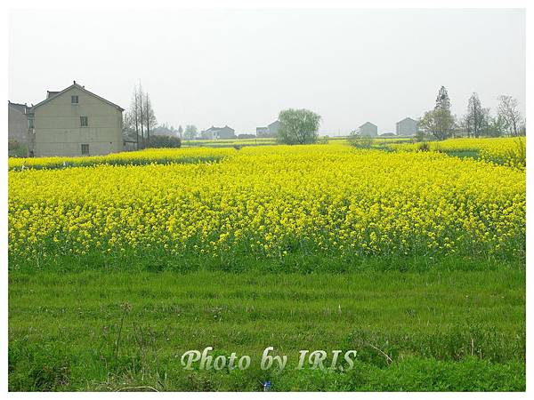 油菜花田PICT9890.jpg