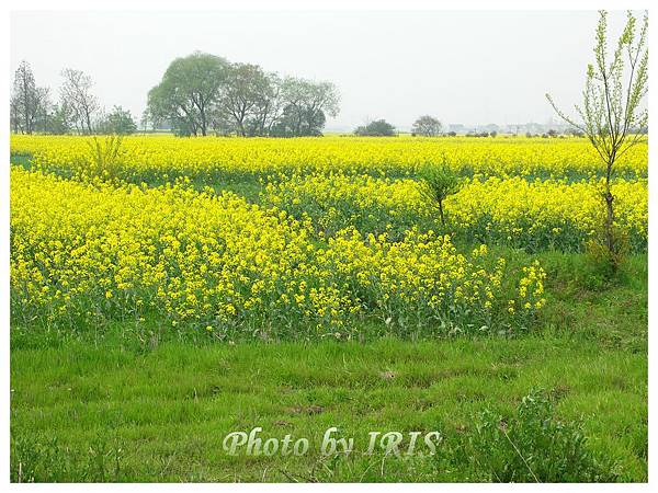 油菜花田PICT9891.jpg