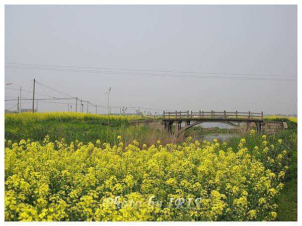 油菜花田IMG_0081.jpg