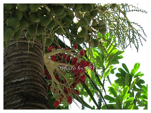 巴里島照片 534.jpg