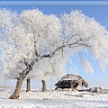 霧淞島的霧淞-9.jpg