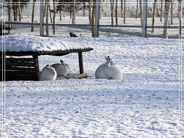 雪兔.jpg