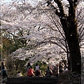 京都單車2010_0404_153346.jpg