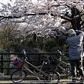 京都單車2010_0404_154636.jpg