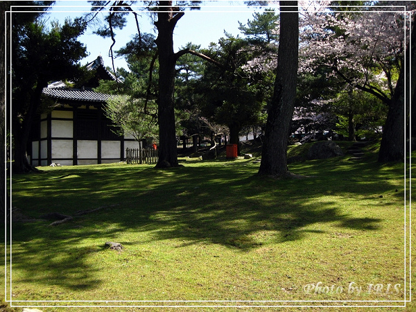 奈良古寺與梅花鹿2010_0408_115105.jpg