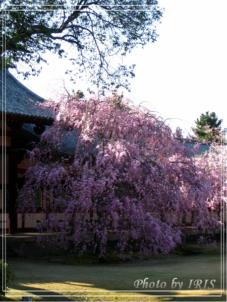 奈良古寺與梅花鹿2010_0408_150028.jpg