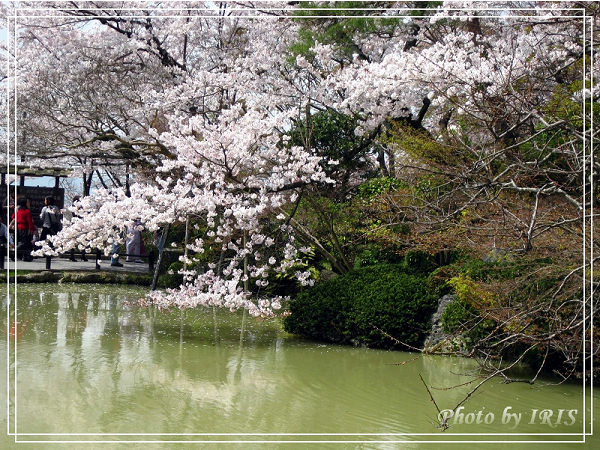 清水寺和服變裝2010_0406_112916.jpg