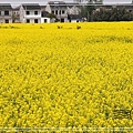 望亭油菜花0012.jpg