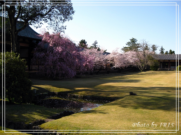 奈良古寺與梅花鹿2010_0408_145950.jpg