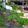 奈良古寺與梅花鹿2010_0408_160225.jpg