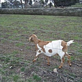 2009_0608bundoora0033.JPG