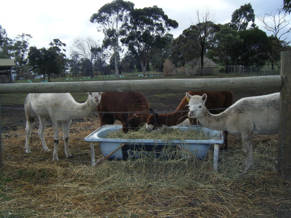 2009_0608bundoora0034.JPG