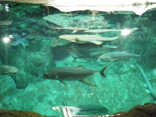 2009_0907oceanpark0036.JPG