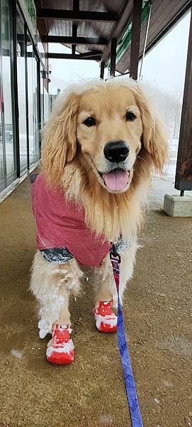 《飛行記錄》日本航空 JL99 HND-TSA B787-8