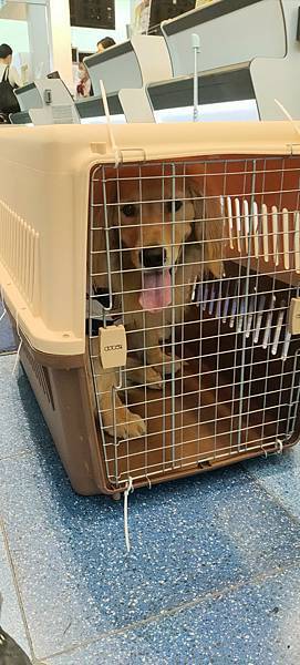 《飛行記錄》日本航空 JL99 HND-TSA B787-8