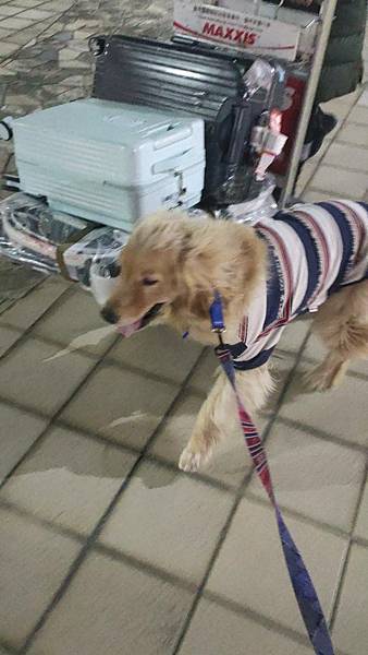 《飛行記錄》日本航空 JL99 HND-TSA B787-8