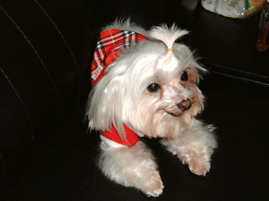 乖～寶貝＝↖紅豆↗