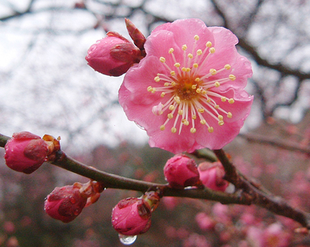 櫻花還是梅花?