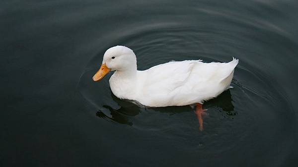 長埤湖 長埤湖