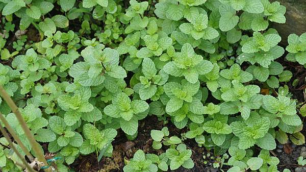 星兩憶民宿植物薄荷