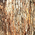 樹幹.jpg