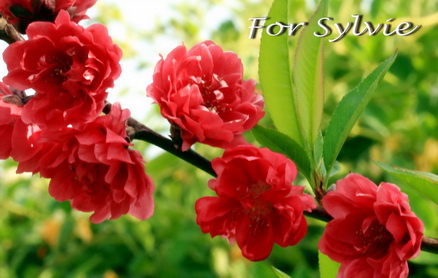 sylvie2.jpg