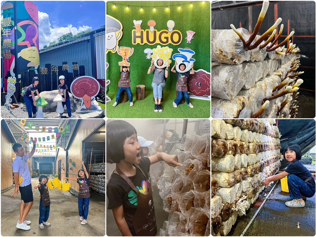 南投埔里親子景點｜豐年靈芝菇類生態農場，免門票、採菇、DIY