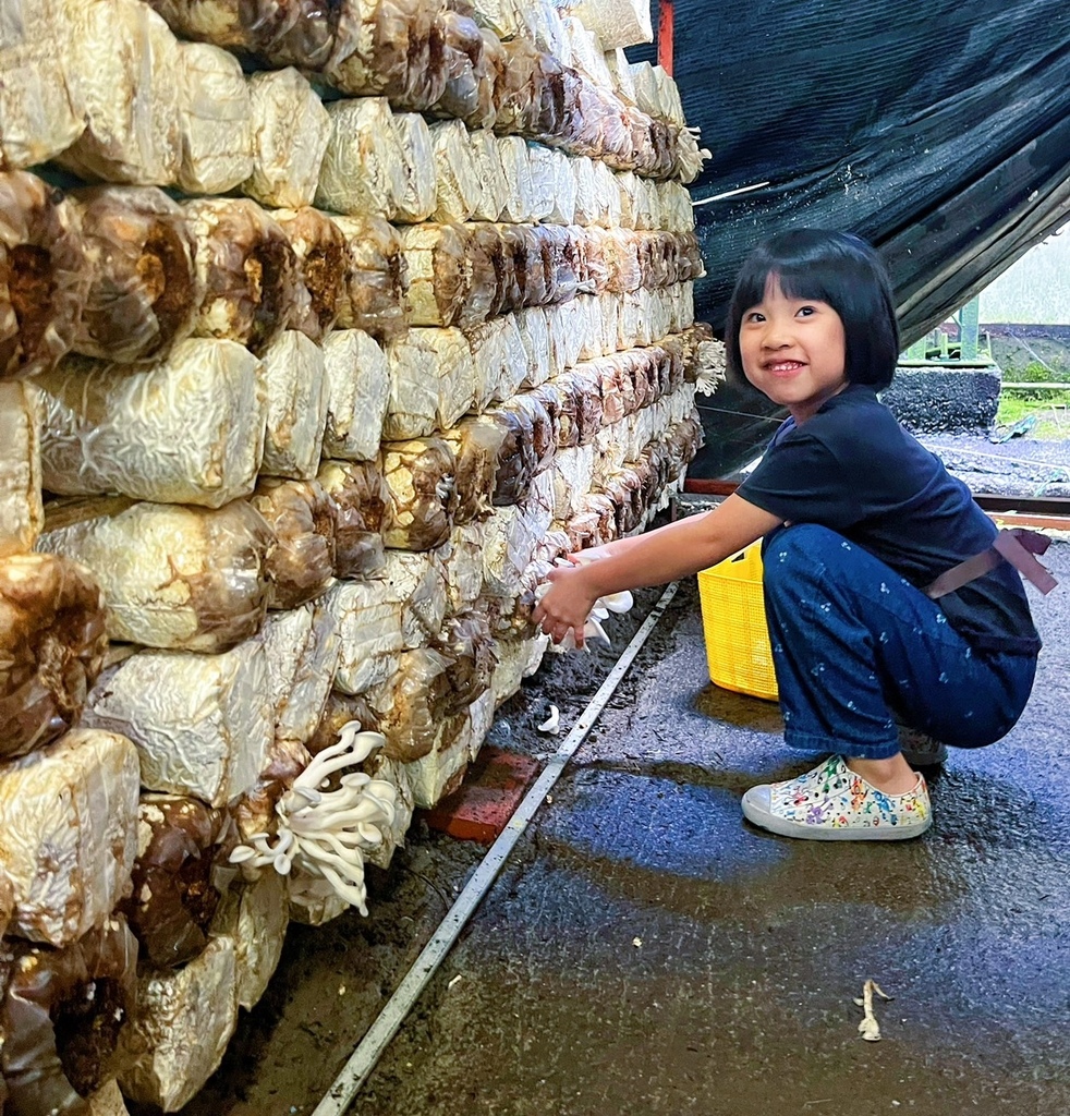 南投埔里親子景點｜豐年靈芝菇類生態農場，免門票、採菇、DIY