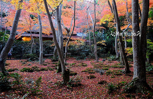 京都追楓 紅橙黃綠嵐山一日遊 紅葉 竹林 祇王寺 大覺寺真紅的水鏡 Ms Duba 地球漫步 痞客邦 京都追楓 紅橙黃綠嵐山一日遊 紅葉 竹林 祇王寺 大覺寺真紅的水鏡 Ms Duba 地球漫步 痞客邦