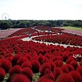 海濱公園 掃帚草