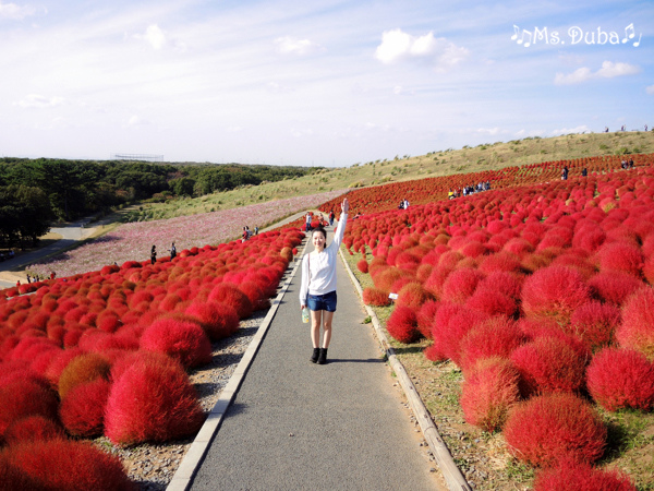 濱海公園 掃帚草