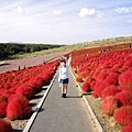 海濱公園 掃帚草