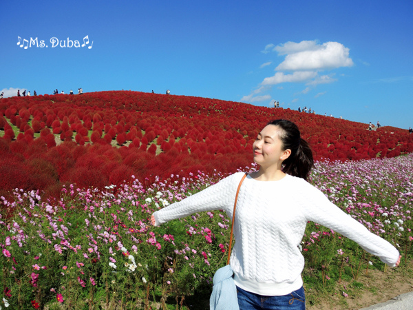 濱海公園 掃帚草