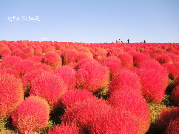 海濱公園 掃帚草