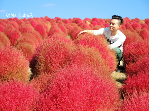 濱海公園 掃帚草