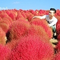 海濱公園 掃帚草