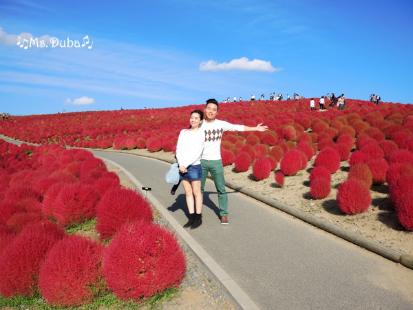 海濱公園 掃帚草 海濱公園 掃帚草
