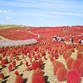 海濱公園 掃帚草