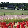 海濱公園 掃帚草