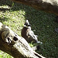 環尾狐猴